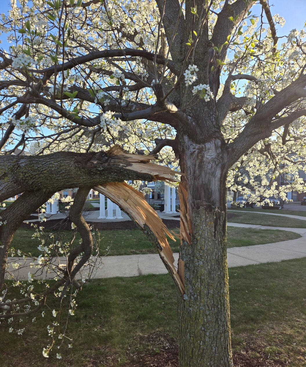 A broken limb from a callery pear tree.